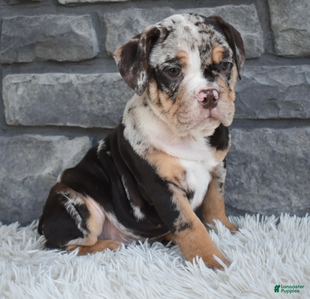 Beabull dogs for sale: Bubba  - Ad 6