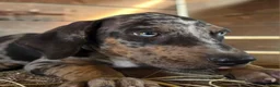 Catahoula Leopard Dog dogs for sale: Tigger 2026 Male 1 - Ad 13