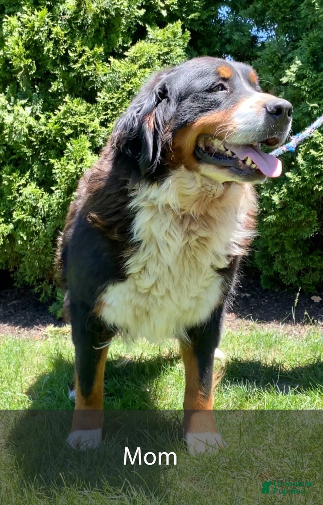 Mini Bernedoodle dogs for sale: Diesel - Ad 9