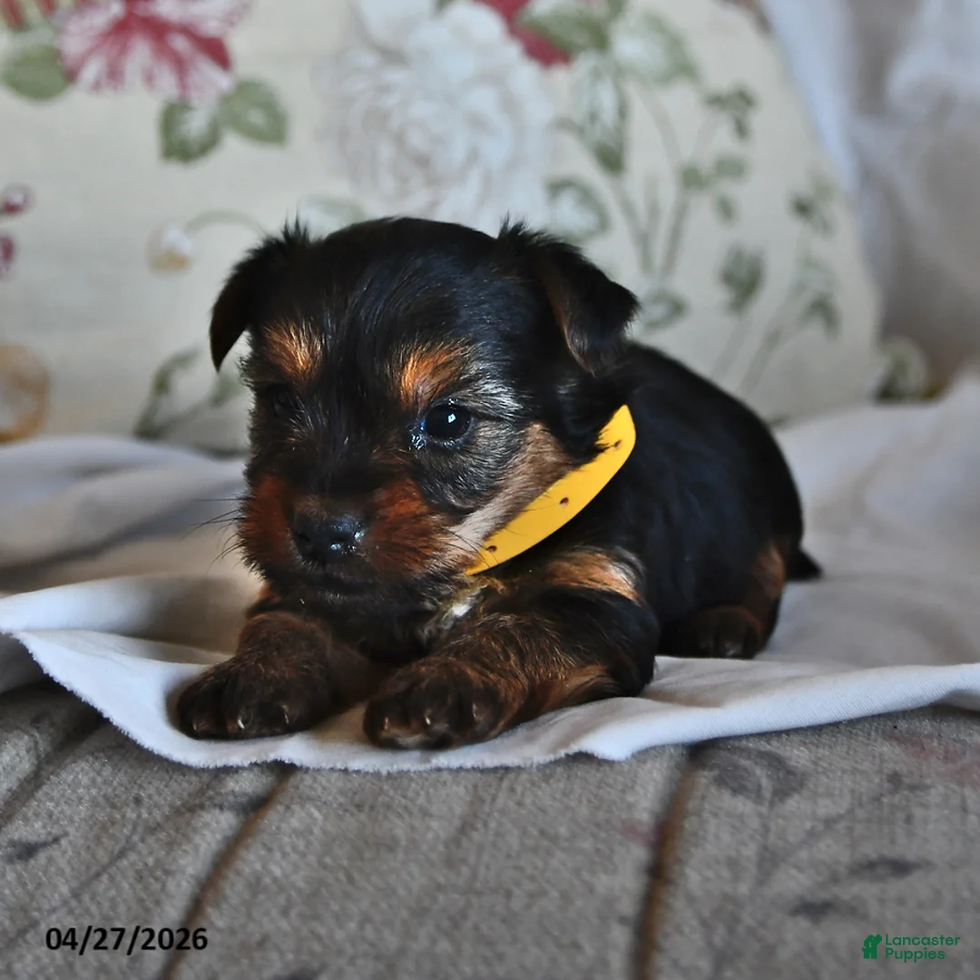 Yorkshire Terrier dogs for sale: Mo  - Ad 2