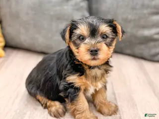 Yorkshire Terrier dogs Dash - Ad 25