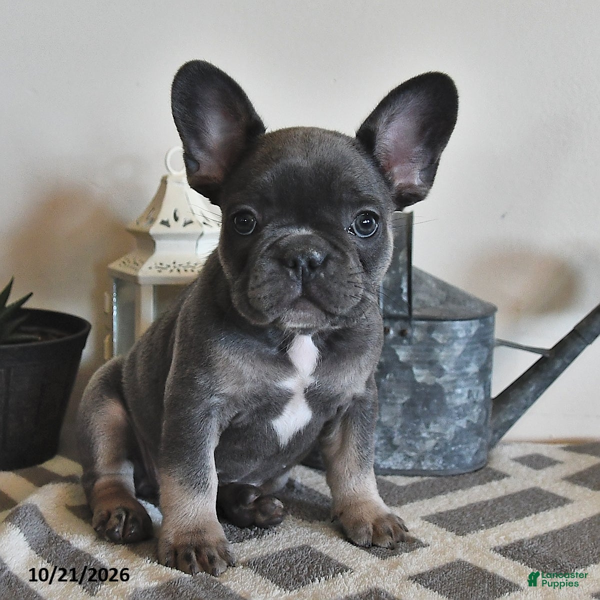 French Bulldog dogs Geneva - Ad 2