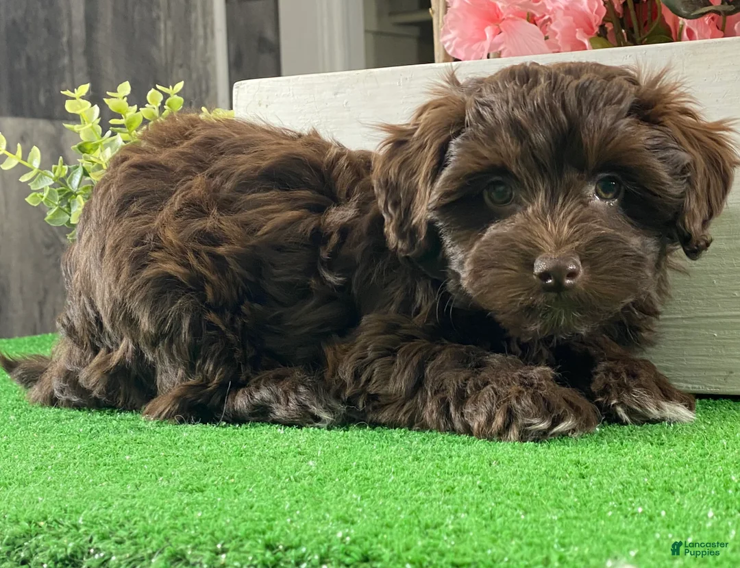 Havanese dogs for sale: Hershey  - Ad 2