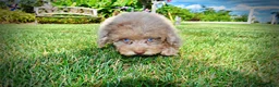 Havapoo dogs for sale: Gorgeous - Ad 15