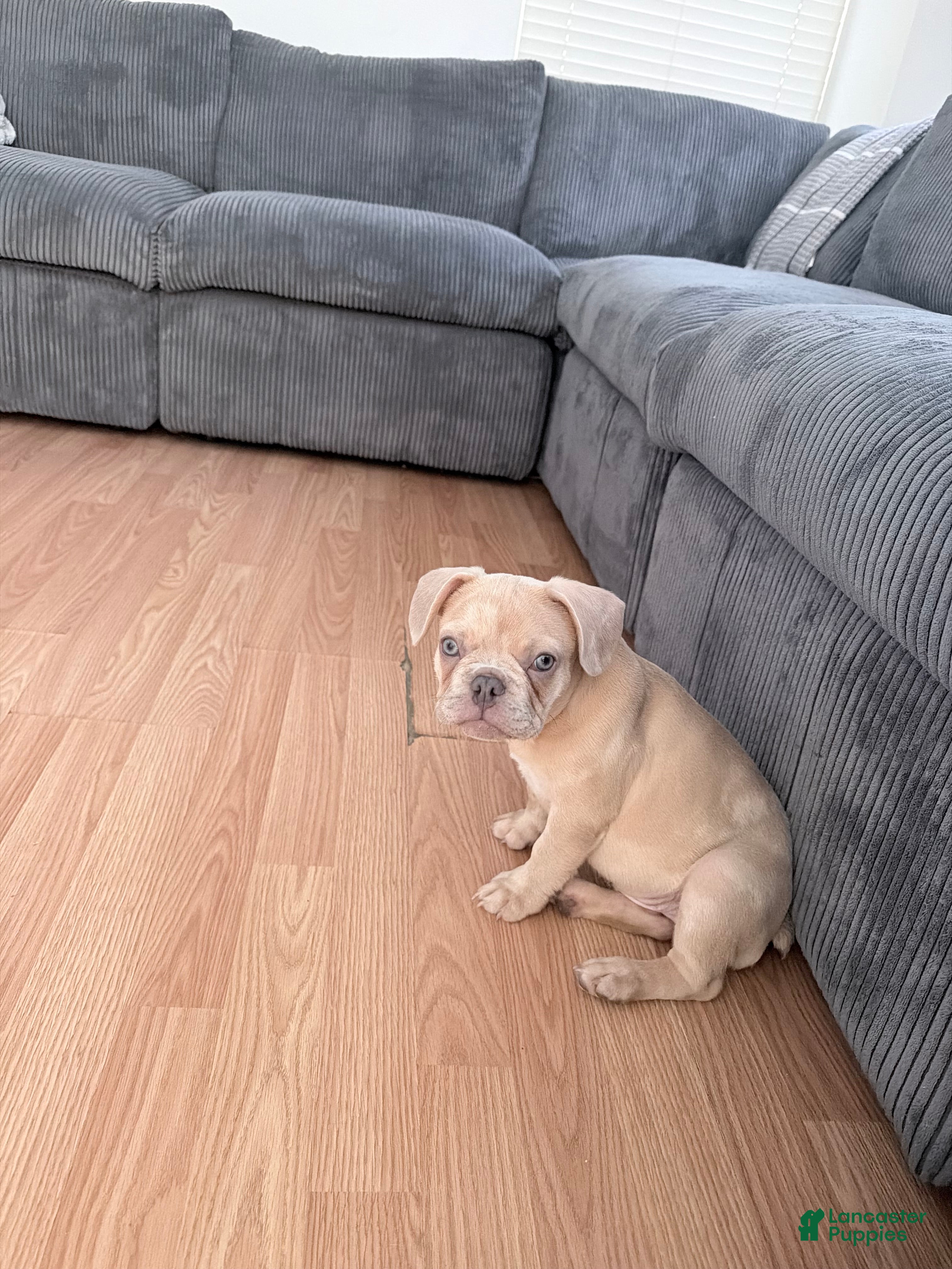 French Bulldog dogs French Bulldog 1 - Ad 26