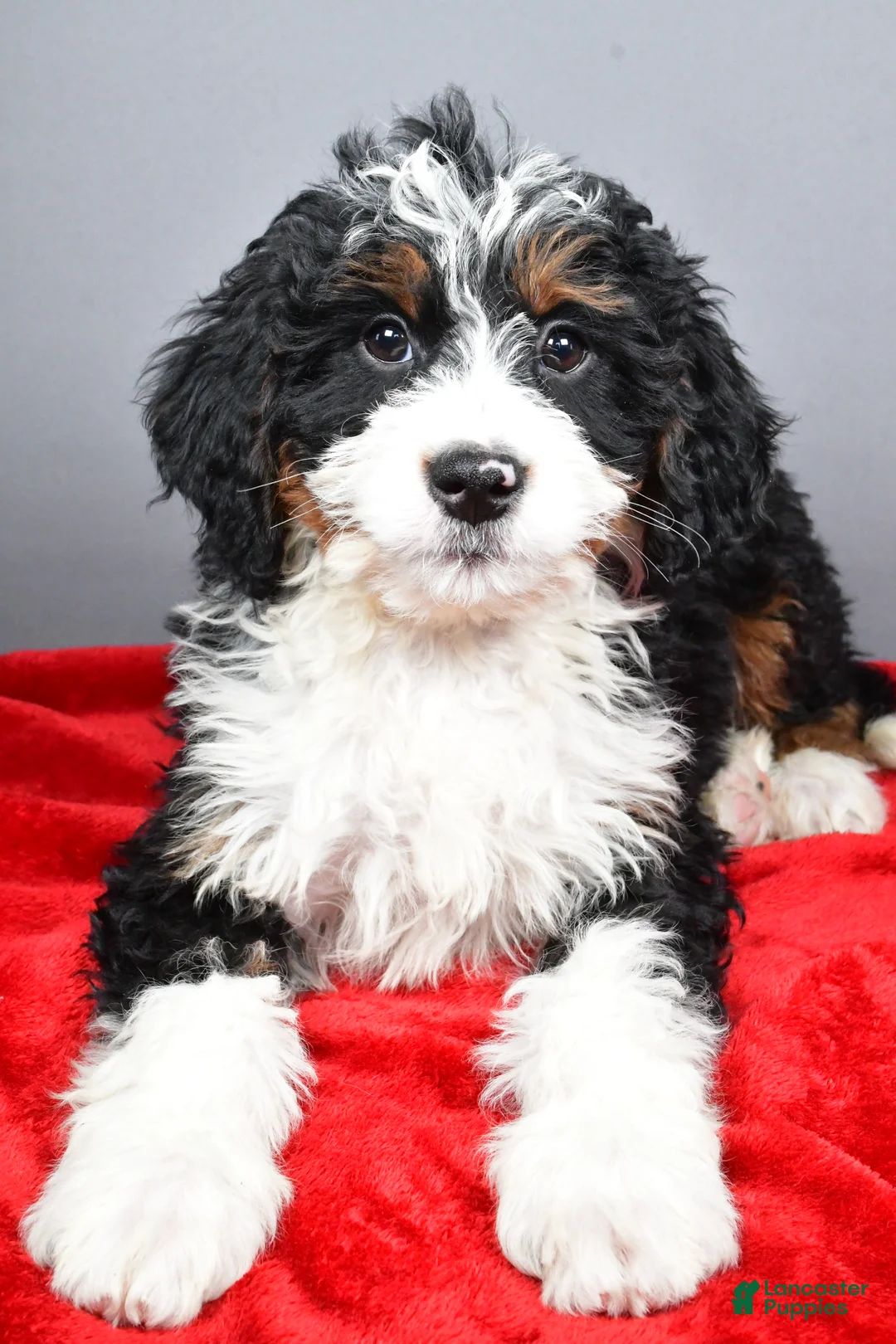 Mini Bernedoodle dogs for sale: Echo - Ad 2