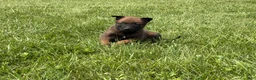 Belgian Malinois dogs for sale: Nashville - Ad 2