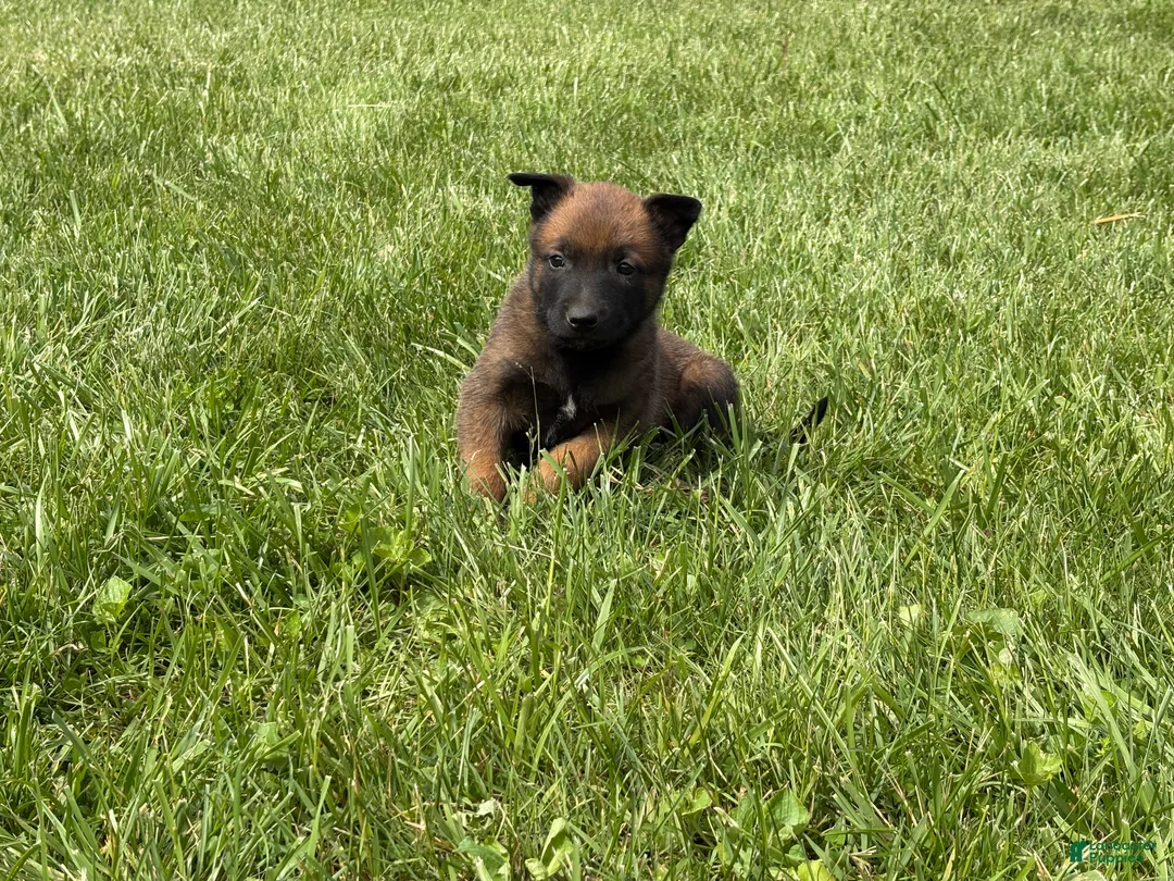 Belgian Malinois dogs for sale: Nashville - Ad 2