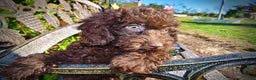 Havapoo dogs for sale: Isabella - Ad 7