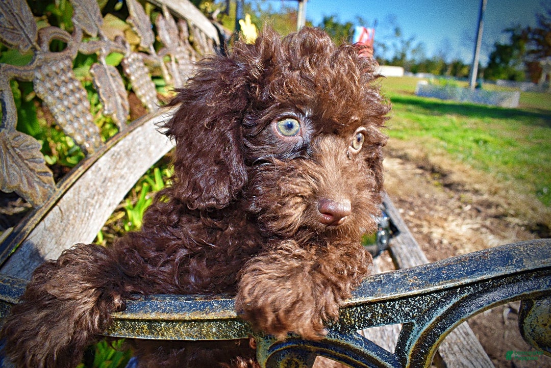 Havapoo dogs for sale: Isabella - Ad 7