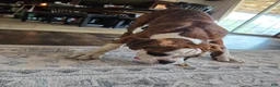 Boxer dogs for sale: Lady - Ad 14