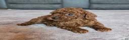 Miniature Poodle dogs for sale: Mini Lola - Ad 14