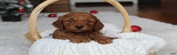 Cavapoochon dogs for sale: Malcolm - Ad 3