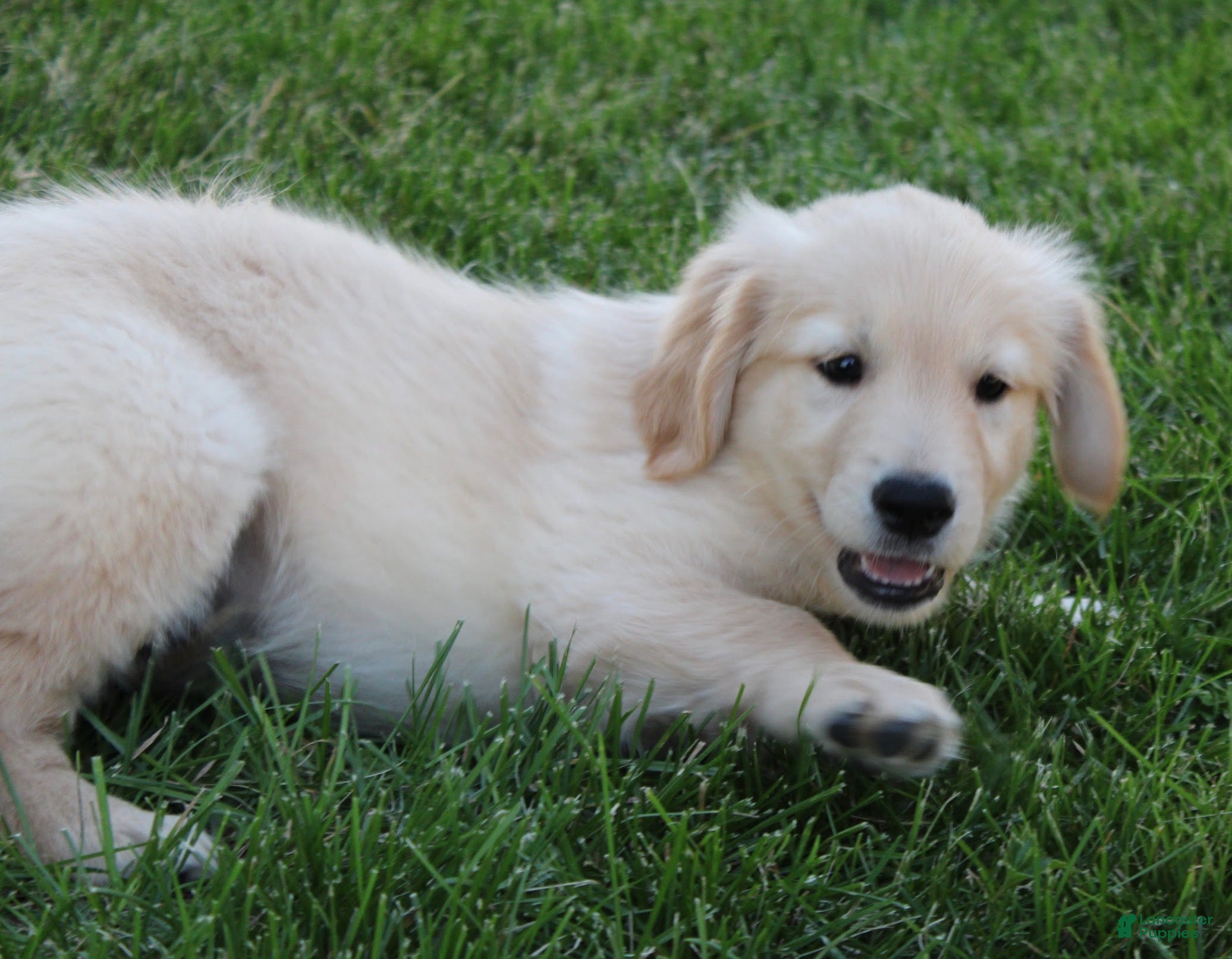 Golden Retriever dogs Sammy Golden Retriever Puppy  - Ad 2