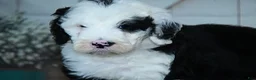 Sheepadoodle dogs for sale: Randy F1 - Ad 3