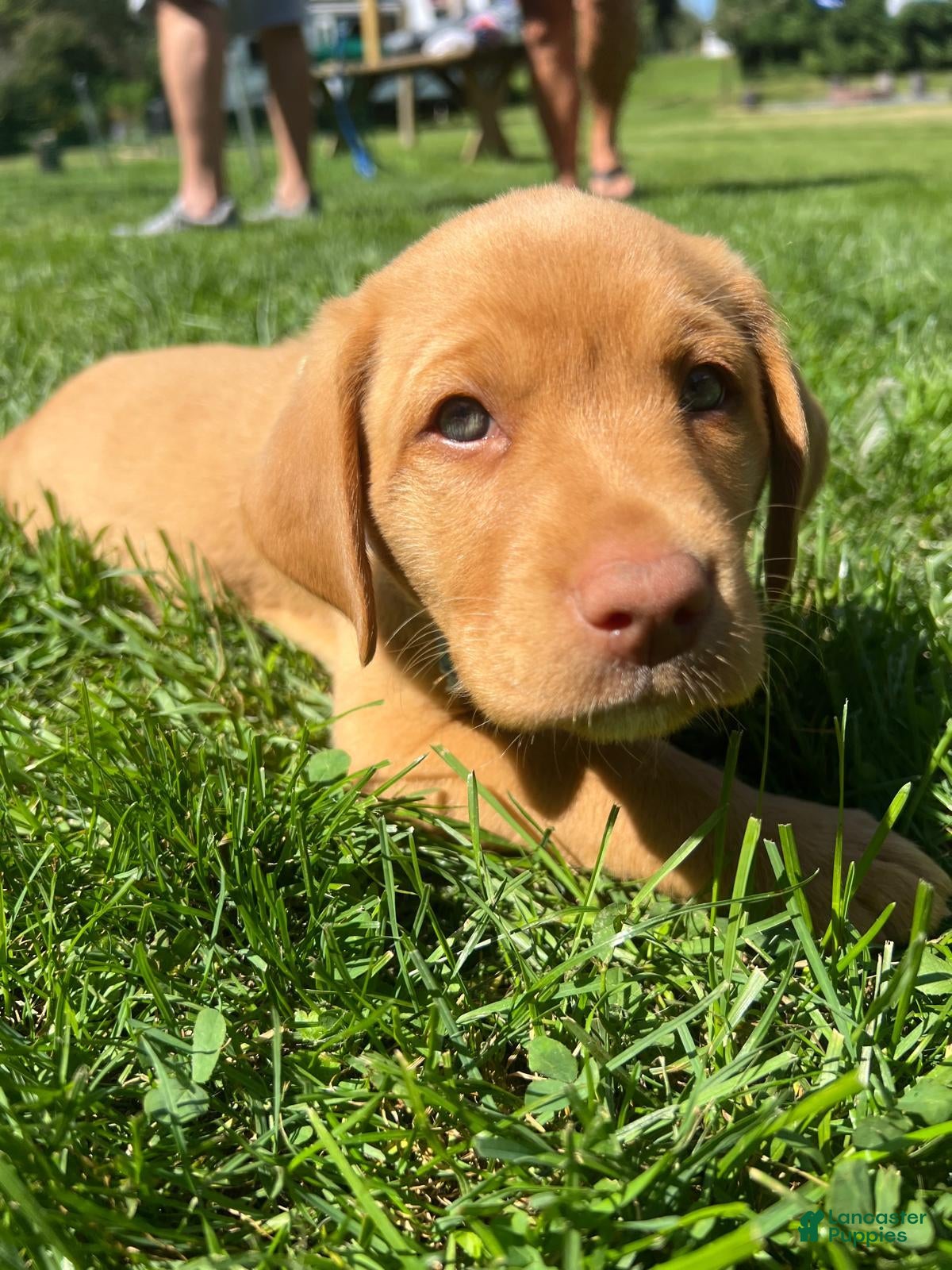 Labrador Retriever dogs for sale: Scooby - Ad 3