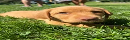 Labrador Retriever dogs for sale: Scooby - Ad 1