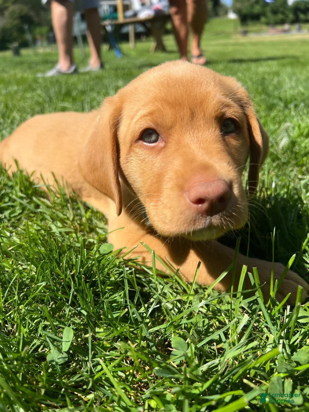 Labrador Retriever dogs for sale: Scooby - Ad 1