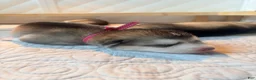 Mixed Breed dogs for sale: Miss Pink - Ad 4