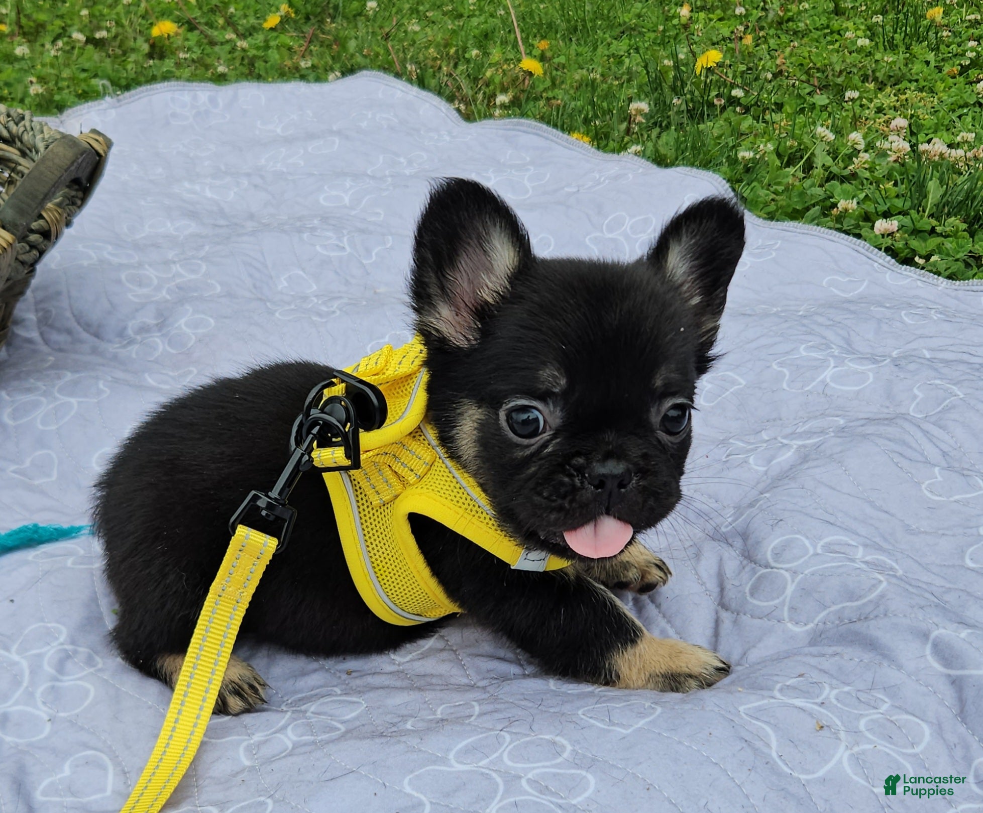 French Bulldog dogs French Bulldog Puppy 2 - Ad 1