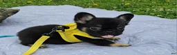 French Bulldog dogs for sale: French Bulldog Puppy 2 - Ad 2