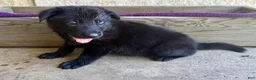German Shepherd dogs for sale: Gwen - Ad 6