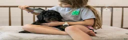 Bernedoodle dogs for sale: Acadia - Ad 22