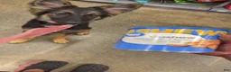Mixed Breed dogs for sale: Luna  - Ad 7