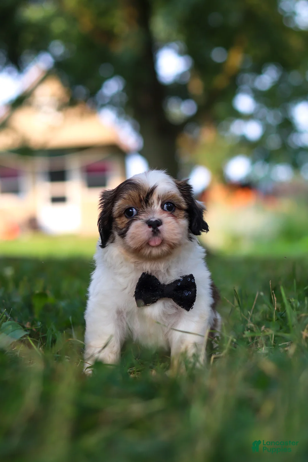 Shih Tzu dogs for sale: Tucker - Ad 5