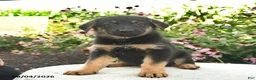 German Shepherd dogs for sale: Lightning - Ad 5