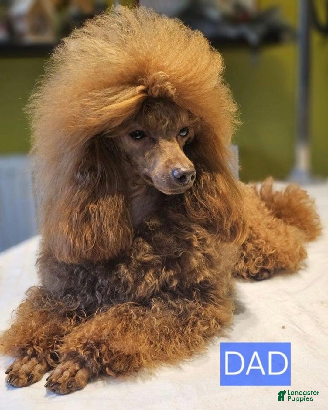 Maltipoo dogs for sale: Billy - Ad 13