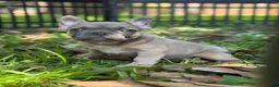 French Bulldog dogs for sale: Blue Fawn girl  - Ad 2