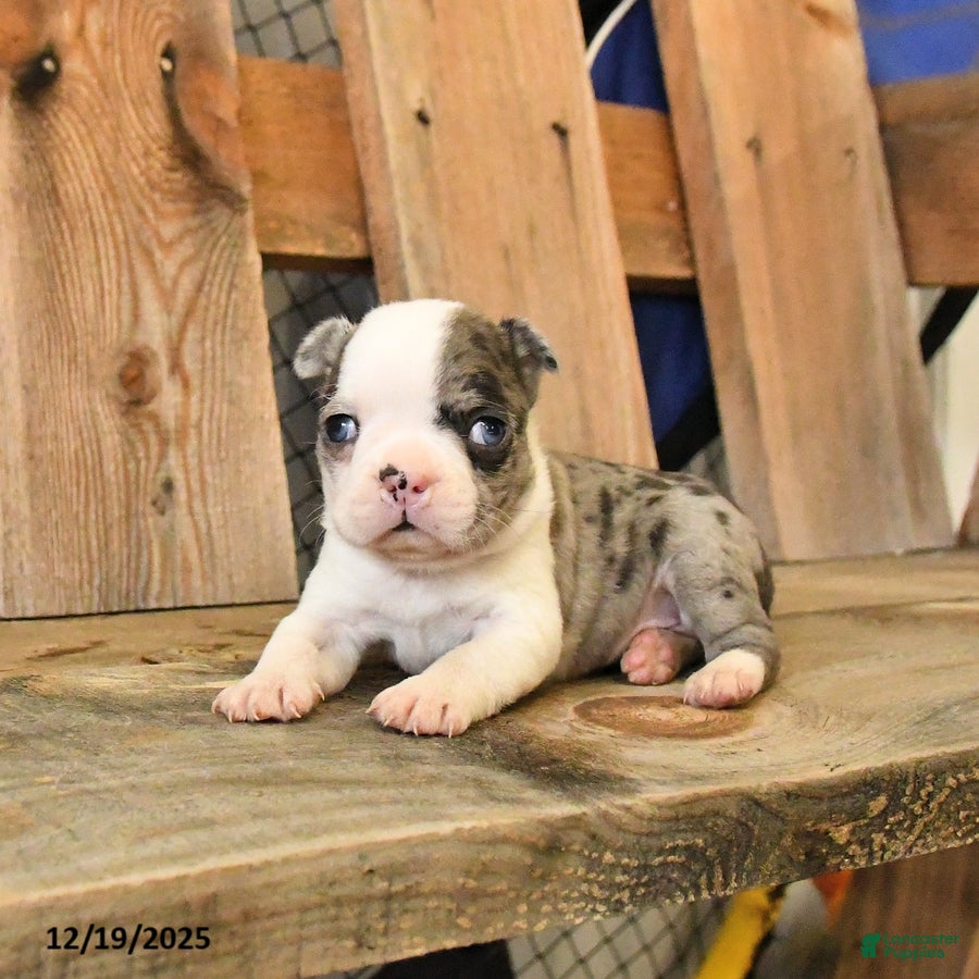 Boston Terrier dogs Mini - Ad 6