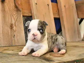 Boston Terrier dogs Mini - Ad 2