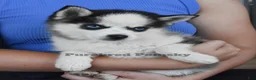 Pomsky dogs for sale: Tinker Micro Pomsky - Ad 3