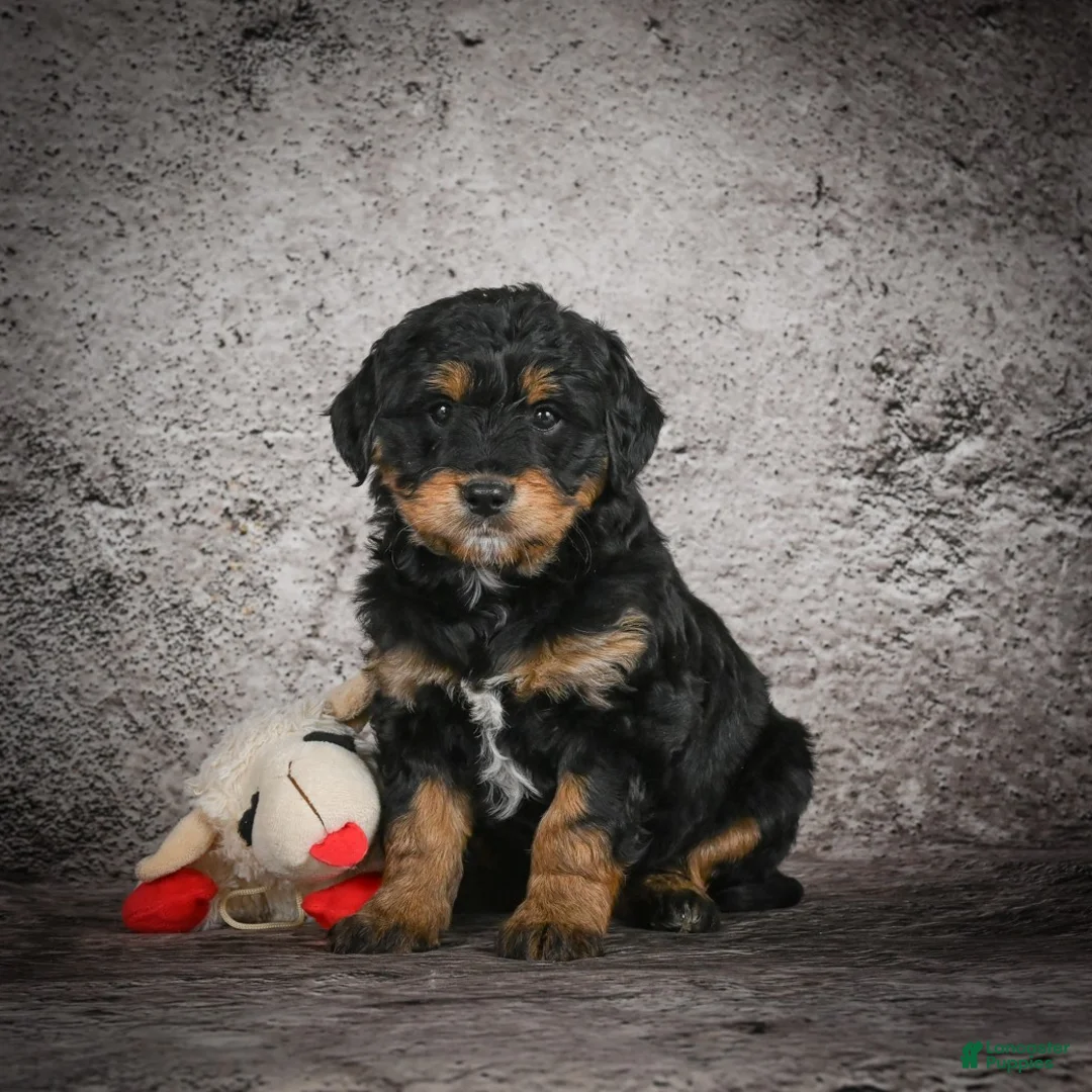 Mini Goldendoodle dogs for sale: Madison - Ad 4