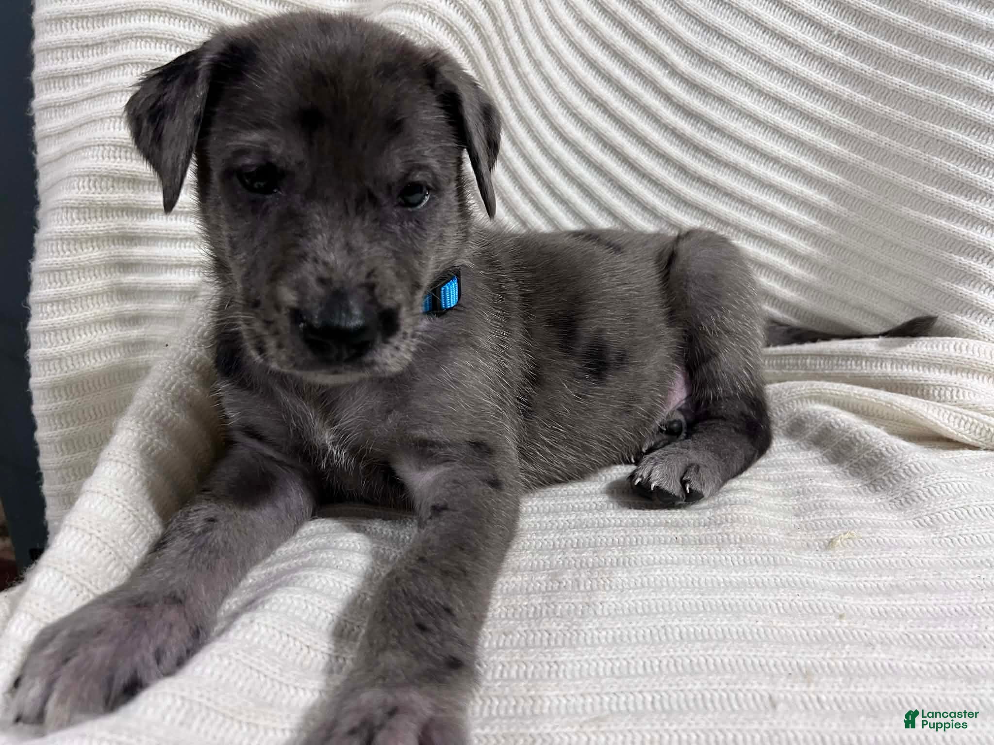 Mixed Breed dogs Hank - Ad 2