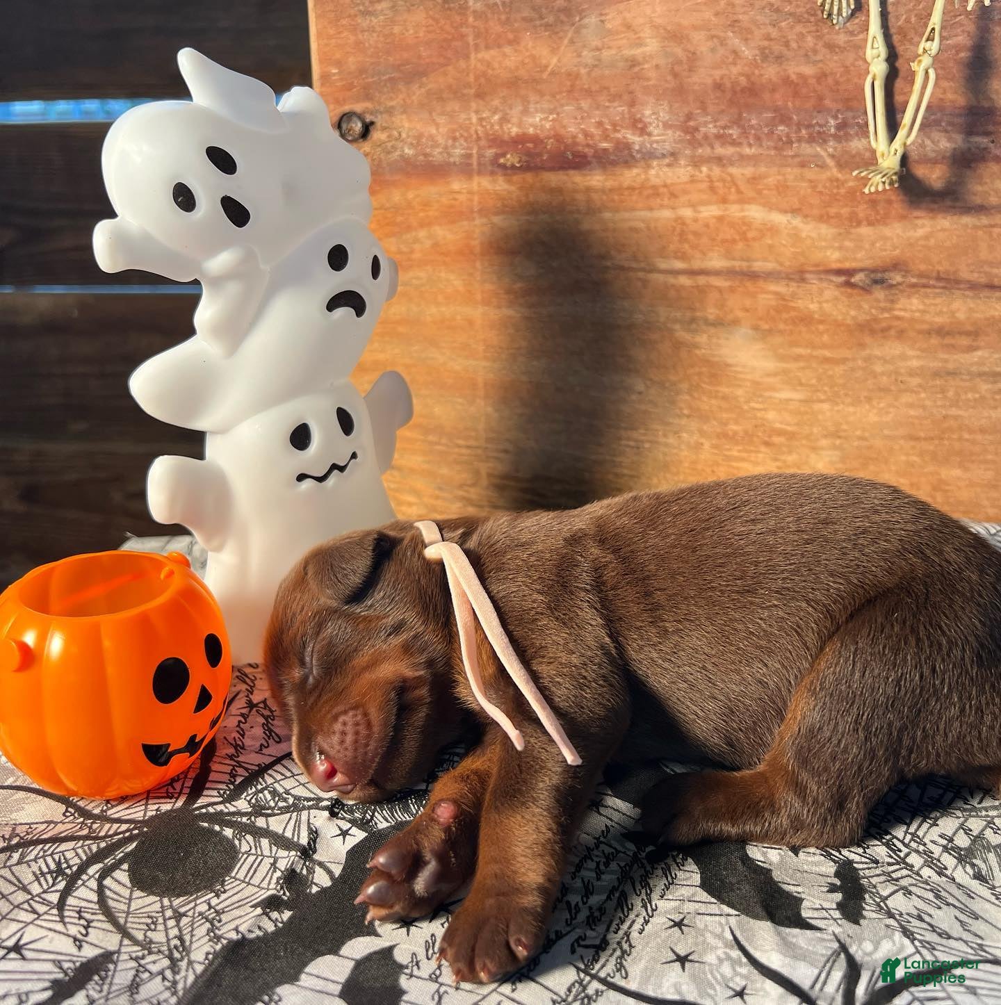 Doberman Pinscher dogs for sale: Wednesday: European Bloodlines  - Ad 1