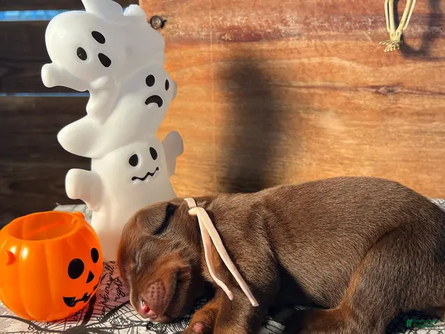 Doberman Pinscher dogs for sale: Wednesday: European Bloodlines - Ad 39