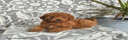 Mini Goldendoodle dogs for sale: Raven - Ad 3