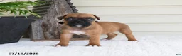 Boxer dogs for sale: Lady - Ad 2