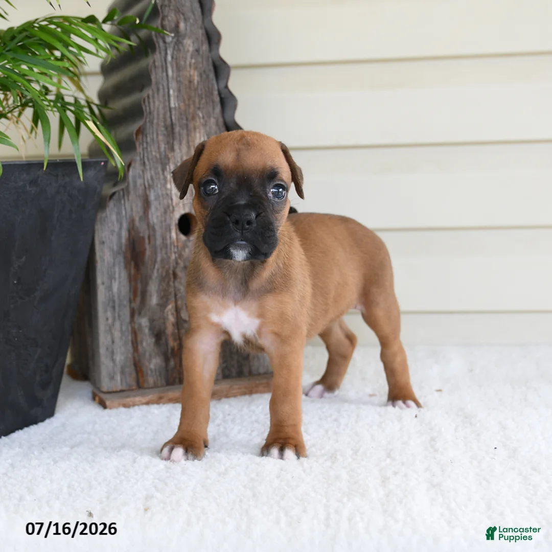 Boxer dogs for sale: Lady - Ad 2