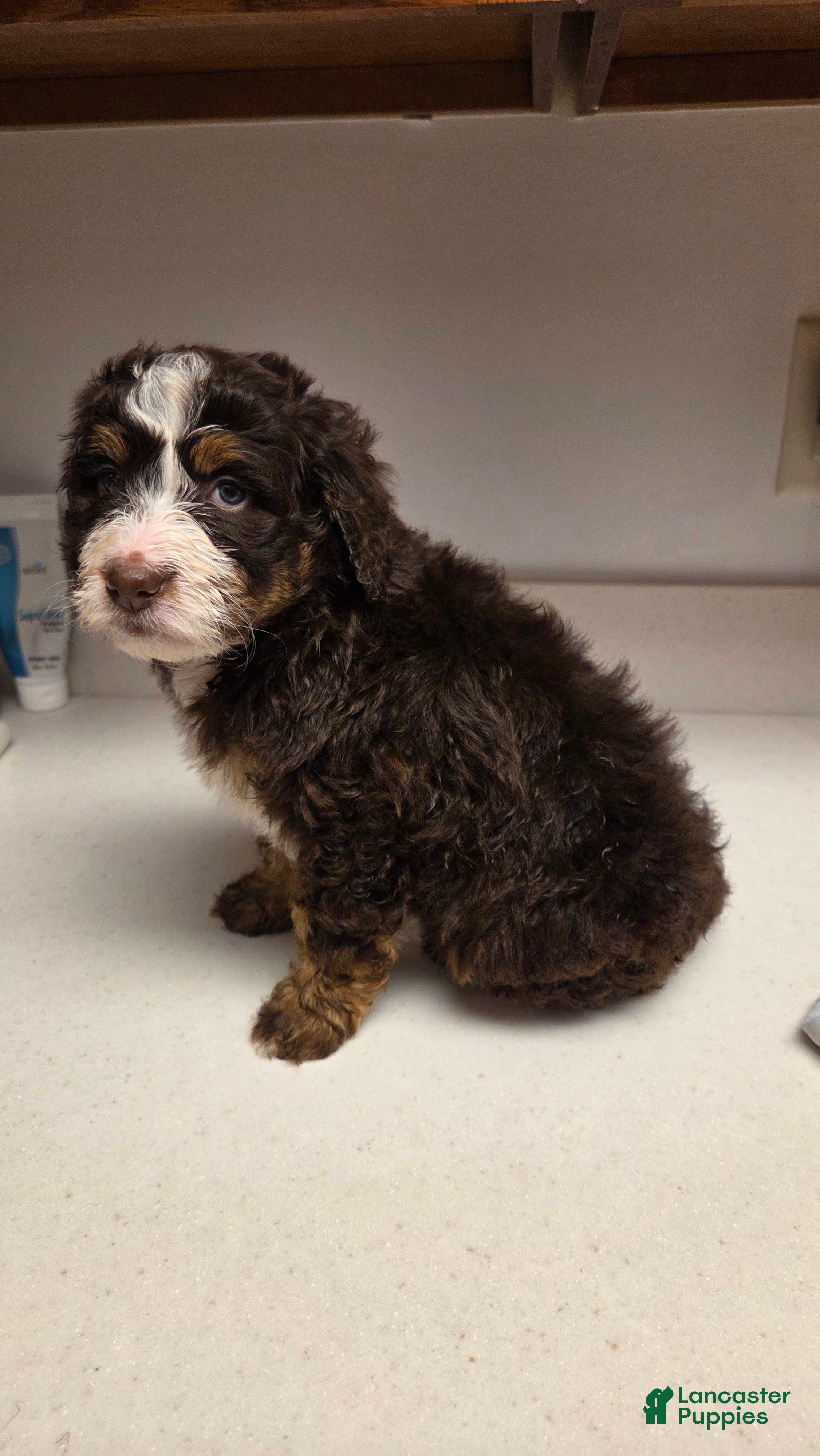 Bernedoodle dogs Coco - Ad 2