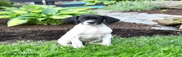 German Shorthaired Pointer dogs for sale: Pearl - Ad 4