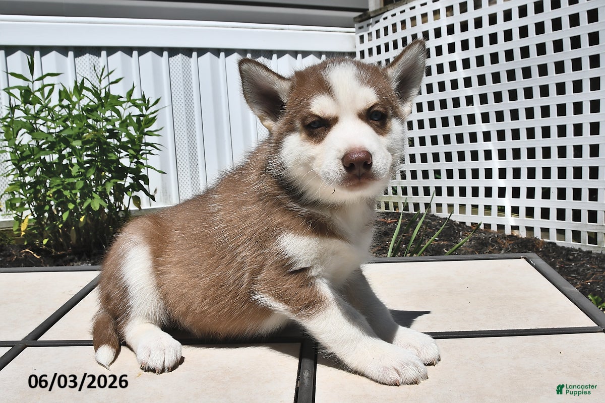 Siberian Husky dogs for sale: Cody - Ad 5