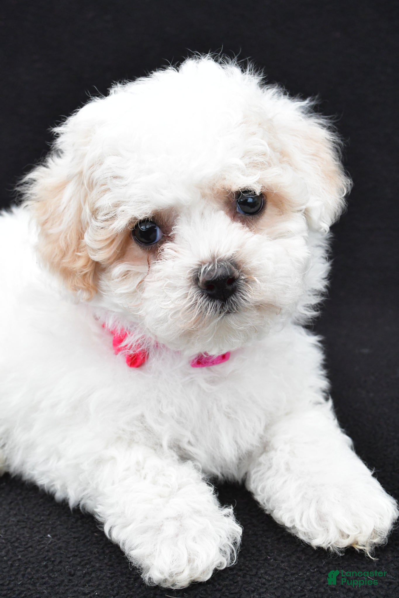Maltipoo dogs Ava - Ad 2