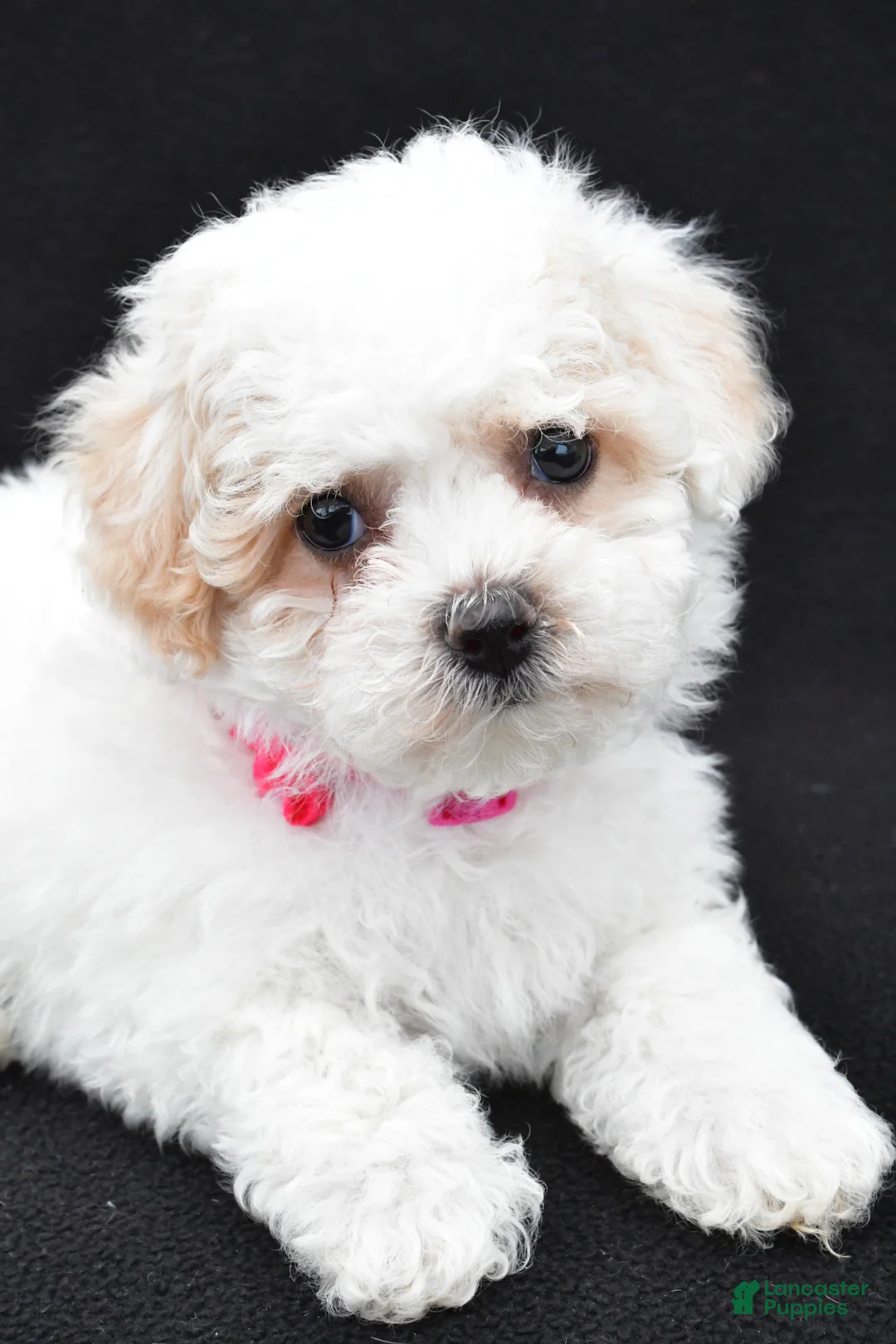 Maltipoo dogs for sale: Ava - Ad 2