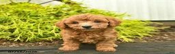 Toy Poodle dogs for sale: Ace  - Ad 3