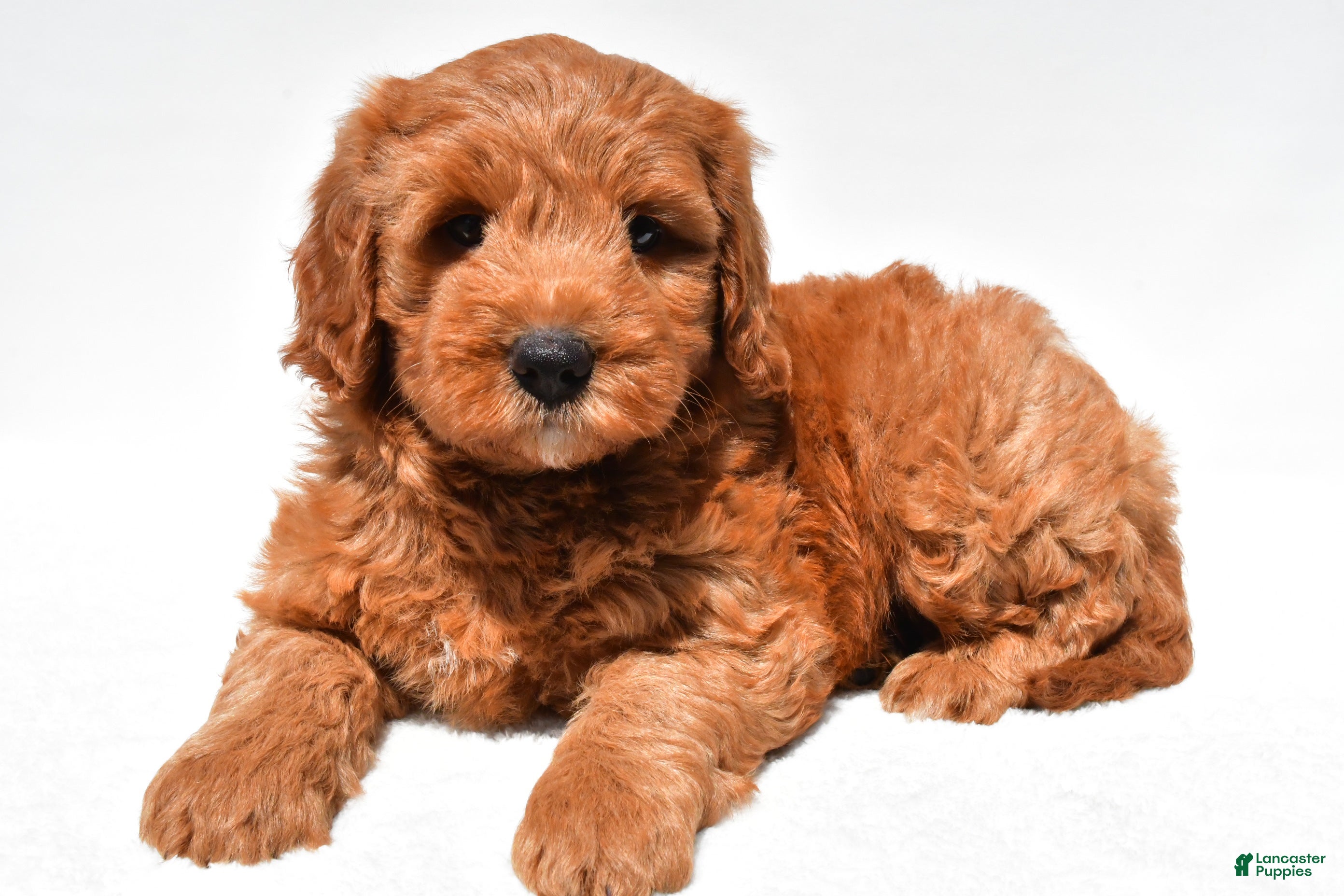 Mini Goldendoodle dogs Jared - Ad 2
