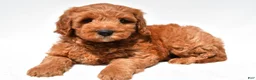 Mini Goldendoodle dogs for sale: Jared - Ad 2